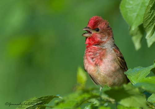 Common Rosefinch