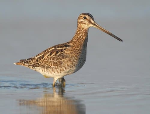 Common Snipe