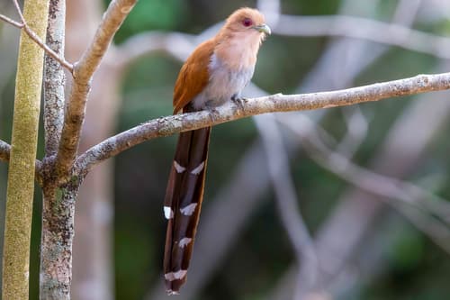 Common Squirrel-Cuckoo