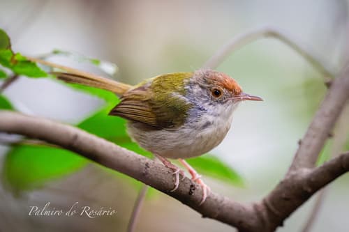 Common Tailorbird