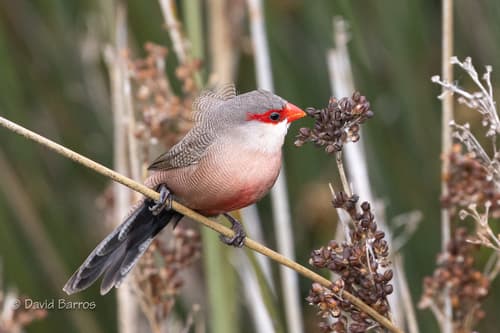 Common Waxbill
