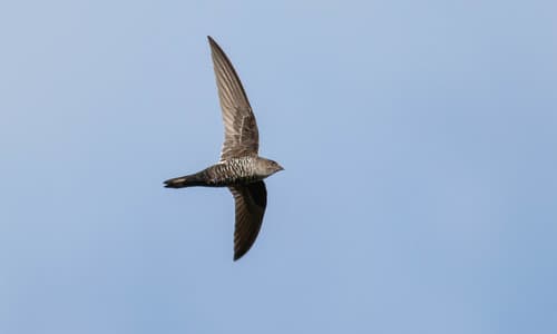Cook's Swift