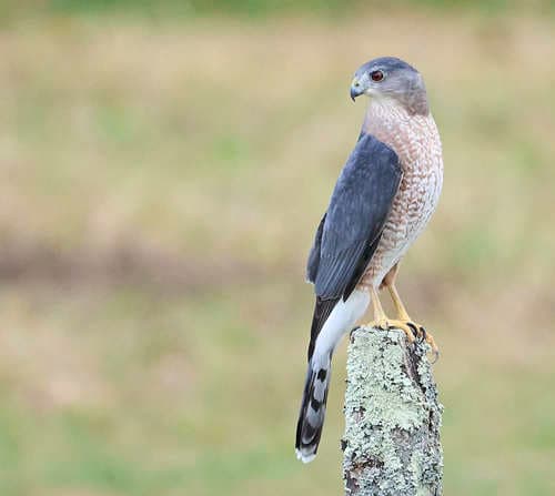 Cooper's Hawk