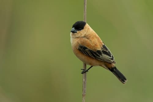 Copper Seedeater