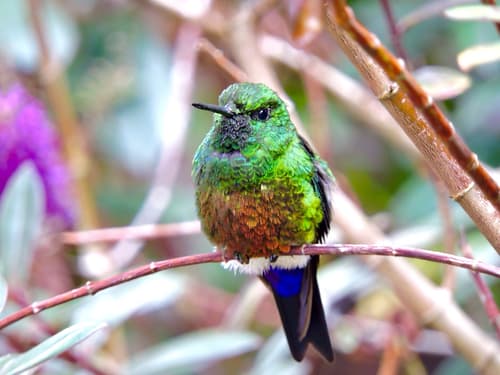 Coppery-bellied Puffleg