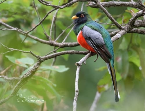 Coppery-tailed Trogon