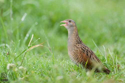 Corn Crake