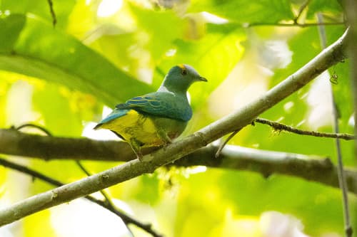 Coroneted Fruit Dove
