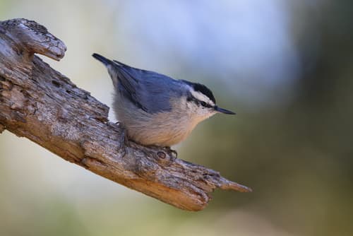 Corsican Nuthatch