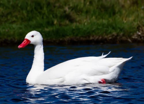 Coscoroba Swan