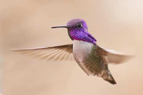 Costa's Hummingbird