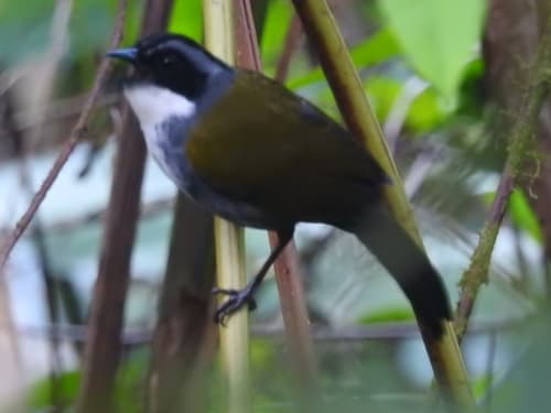 Costa Rican Brushfinch