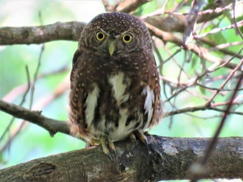 Costa Rican Pygmy-Owl
