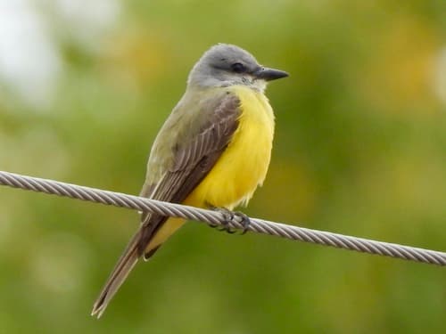 Couch's Kingbird