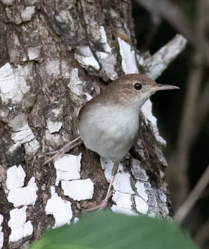 Cozumel Wren