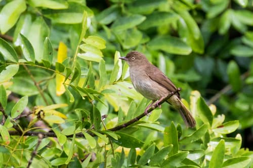 Cream-eyed Bulbul