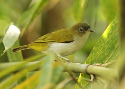 Cream-throated White-eye