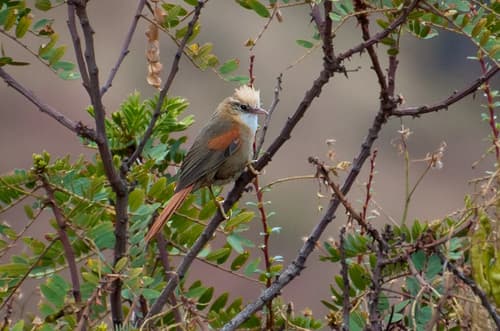 Creamy-crested Spinetail