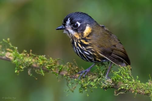 Crescent-faced Antpitta