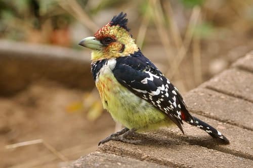 Crested Barbet
