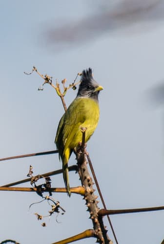 Crested Finchbill
