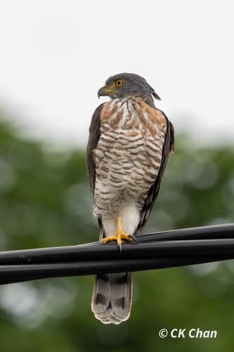 Crested Goshawk