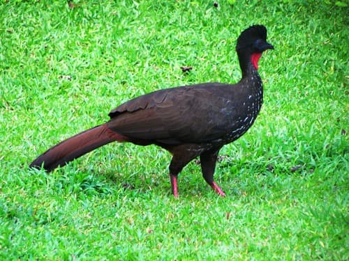 Crested Guan