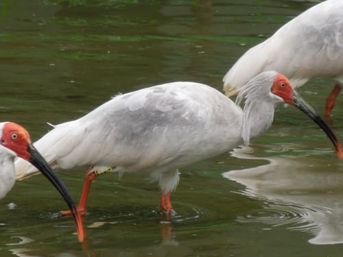 Crested Ibis
