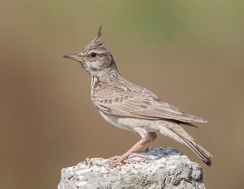 Crested Lark