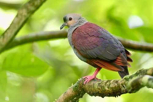 Crested Quail-Dove