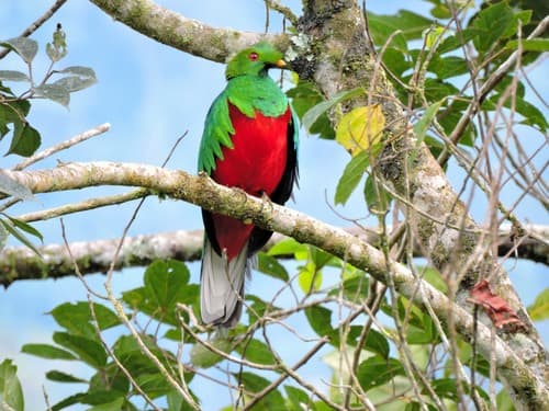 Crested Quetzal