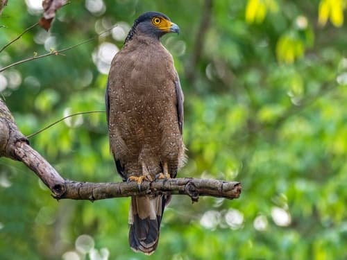 Crested Serpent-Eagle