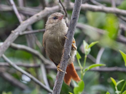 Crested Spinetail