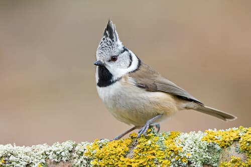 Crested Tit