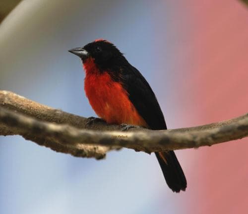 Crimson-breasted Finch