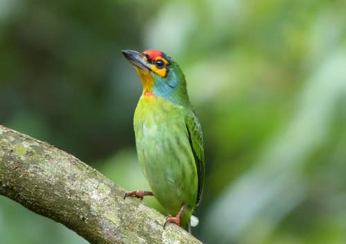 Crimson-fronted Barbet