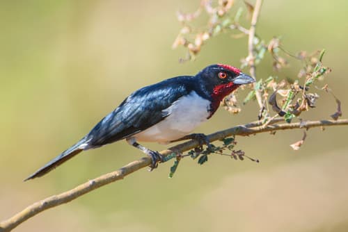 Crimson-fronted Cardinal
