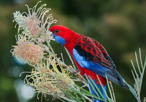 Crimson Rosella