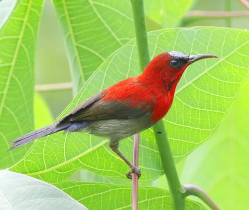 Crimson Sunbird