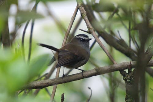 Crowned Chat-Tyrant