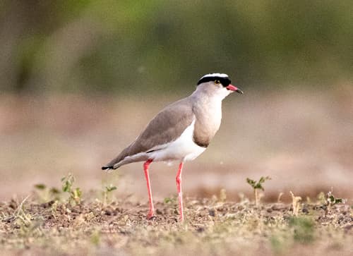 Crowned Lapwing