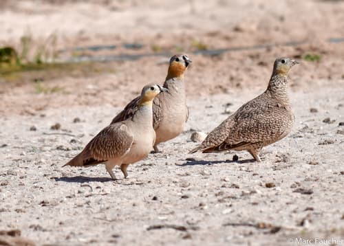 Crowned Sandgrouse