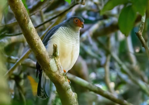 Cryptic Forest-Falcon