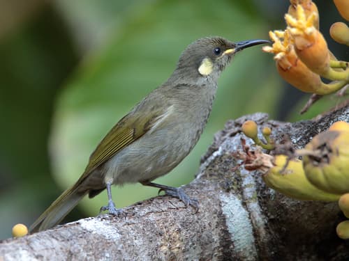 Cryptic Honeyeater