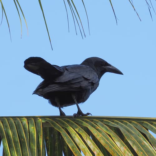Cuban Crow