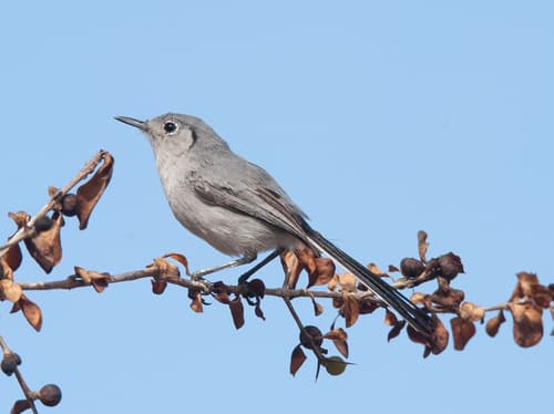 Cuban Gnatcatcher