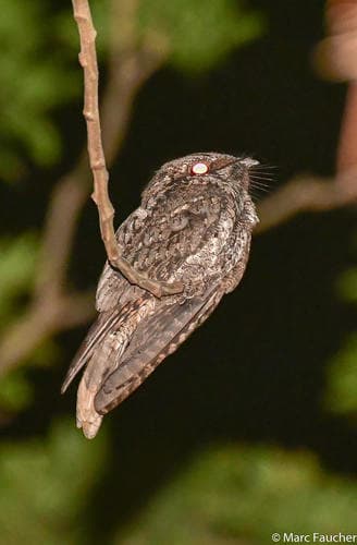 Cuban Nightjar