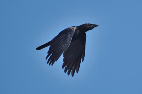 Cuban Palm-Crow