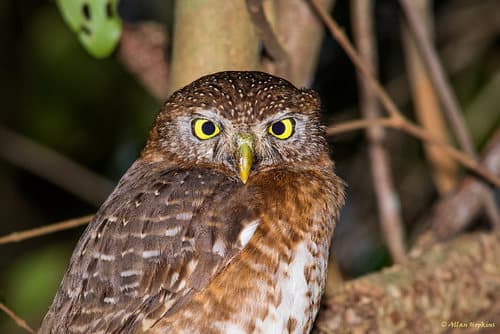 Cuban Pygmy-Owl