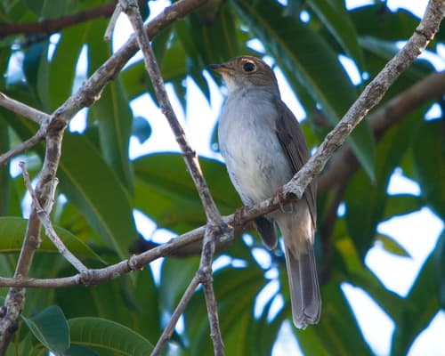 Cuban Solitaire
